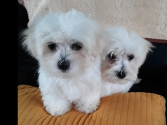 Maltese Pup with a Maltese Dad and Bichon Frise Mother for sale